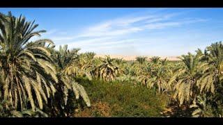 Bahariya oasis - Egypt - desert - Getaway