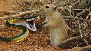 صيد الثعبان وانقاذ صغار الجرذ/عملنا فخ لصيد الثعبان Snake Hunting