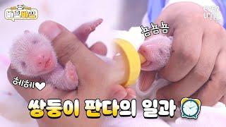 Baby panda twins’ reaction to eating the colostrum of mother Aibao? #Baobao EP.1 Everland PandaWorld