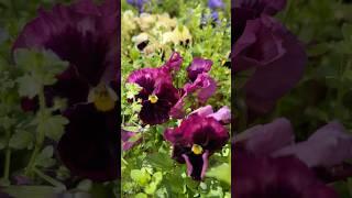 Очаровательные Анютины Глазки | Viole Affascinanti  С Днём Рождения, Анюта!