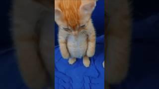 Bro Forgot that He is a Cat 