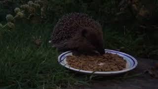 Chubby hedgehog eating biscuits - short