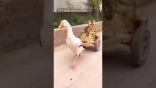 Funniest Videos 2023   #131 #shortvideo #ytshorts  #shortscat