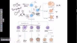 progenitor cells