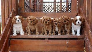 Cavalier King Charles Spaniel Puppies trying the stairs...and it's cute!