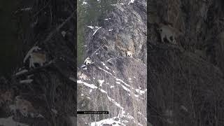 КАК СНИМАЮ ФИЛЬМ О СИБИРИ #cute #mountains #motivation #природа #funny #горы