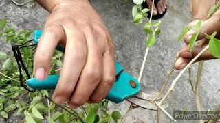 Pruning of a old Nilkantha/Aparajita/Clitoria ternatea bonsai plant