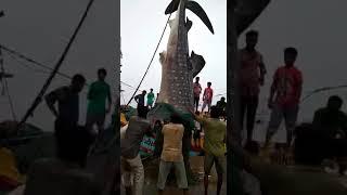 Fish on bhaucha dhakka  dock Mumbai