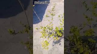 How To Grow Mogra Plant/Youtube Shorts/Sanjay Malhotra Plant️