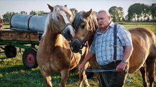 Krauses Zukunft | Komödie Ganzer Film Deutsch