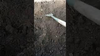 сажаю помидоры в зиму, чтобы получить рассаду в следующем году.