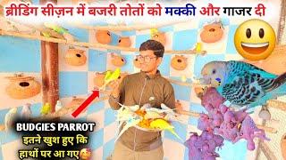 Australian Budgies Breeding Season Best Food || मटकियों में बच्चें बजरी तोते खा रहे गाजर और मक्की 