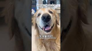 초록색 바닥에서 뒹굴뒹굴~ 얼굴이 슈렉이 된 골든리트리버 럭키! 웃긴 강아지 행동, 반려견과 아빠의 유쾌한 하루 | 웃긴 영상, 강아지 브이로그 다음엔 빨간색 바닥 도전?