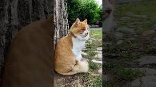 Лев #cat #funny #catblogger #catvlog #catlife #catlover #catcat