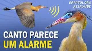 AVE que VOCALIZA PARECENDO um ALARME? Ornitólogo Responde 43