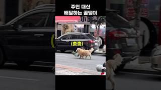 주인 대신 배달하는 골댕이