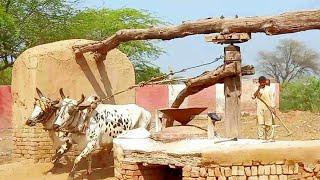 High speed bulls operated Flour Mill || Old grinding technology in punjab || Khras atta chakki