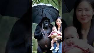 What about the woman who married the gorilla?.#gorillababy #cute #animals #gorilla #baby