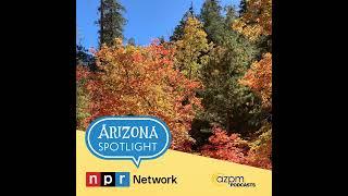 Autumn among the aspens