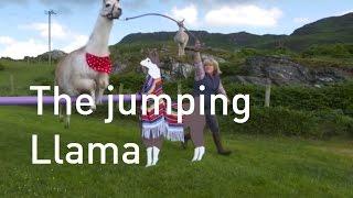 Llama jumps its way to a Guinness World Record