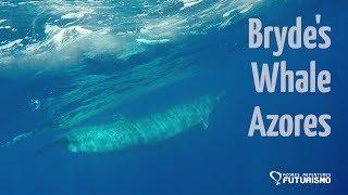 Bryde's whale filmed in the Azores