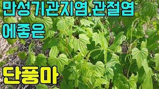 한국의 약용식물(단풍마)-단풍마군락지,관절염,기관지염에좋은 산나물
