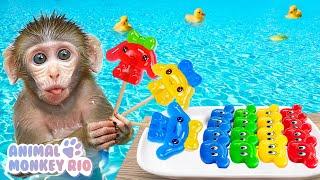 Monkey Rio eat Cinnamoroll Cute jelly and go swimming in the pool | Animal Monkey Rio