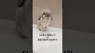 다 뜯고 부셨던 예전집이 그리워 말을 잃은 토끼...