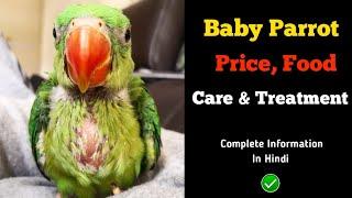 Baby Parrot Price, Food, Care & Treatment Complete Information by Birds Care and info