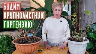 КРУПНОЛИСТНАЯ ГОРТЕНЗИЯ ИЗ ПОДВАЛА, НЕ ДОПУСКАЕМ ОШИБОК!!! / Садовый гид