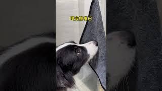 果冻：这一大早可把我累坏了边牧 铲屎官的乐趣 宅家治愈记 边牧果冻 万物可爱计划