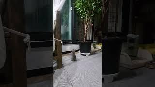토끼 발차기