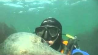 Seal and diver underwater interaction