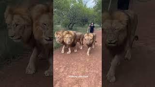 Walking with lions