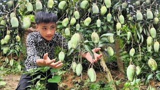 Nam goes to pick mangoes to sell - Buys grilled chicken to eat, takes care of pets. Nam's daily life