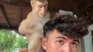 ASMR Monkey Grooming| Obedient Zueii Grooming Humarn