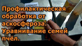 Профилактическая обработка от аскосфероза. Уравнивание семей пчёл.