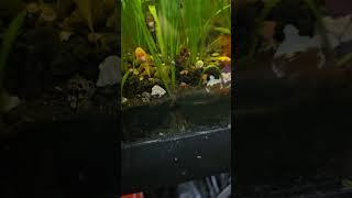 Hikari Algea wafers are loved by Bushynose Plecos babies...