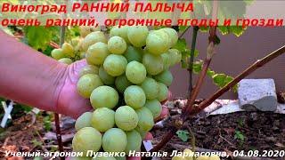 Виноград РАННИЙ ПАЛЫЧА очень ранний  срок,  огромные крупные ягоды, селекция Вишневецкого (Пузенко)
