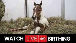 Meadow Brook Stables - Goat & Mare Cam