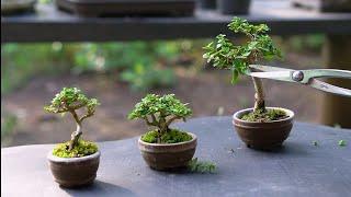 Pruning Bonsai Mini ( Premna microphylla )