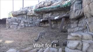 Snow Leopard Play Attack at Tulsa Zoo