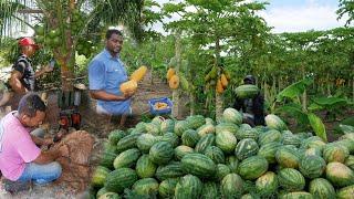 La tierra mas productiva del cibao, Belloso, La vida del campo