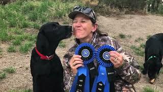 Southern Colorado Hunting Retriever Club Bird Dog Training