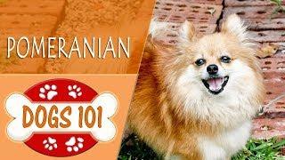 Dogs 101 - POMERANIAN - Top Dog Facts About the POMERANIAN