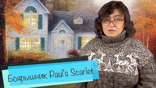 Боярышник Paul's Scarlet.