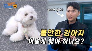 낯선 장소에서 흥분하는 강아지, 이것만 기억하세요!! (비숑 아찌) | 우리 강아지가 달라졌어요