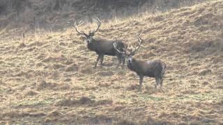 Best Red Stag Kill We Have Ever Seen!