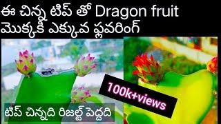 How To Grow Dragon Fruit plant | dragon fruit plant care tips | In Telugu