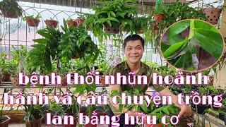 bệnh thối nhũn trên phong lan và cách phòng tránh | trồng lan ban công